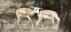 Gazella marica