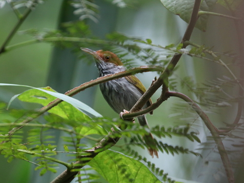 Grey-backed Tailorbird (Orthotomus derbianus), photo 4