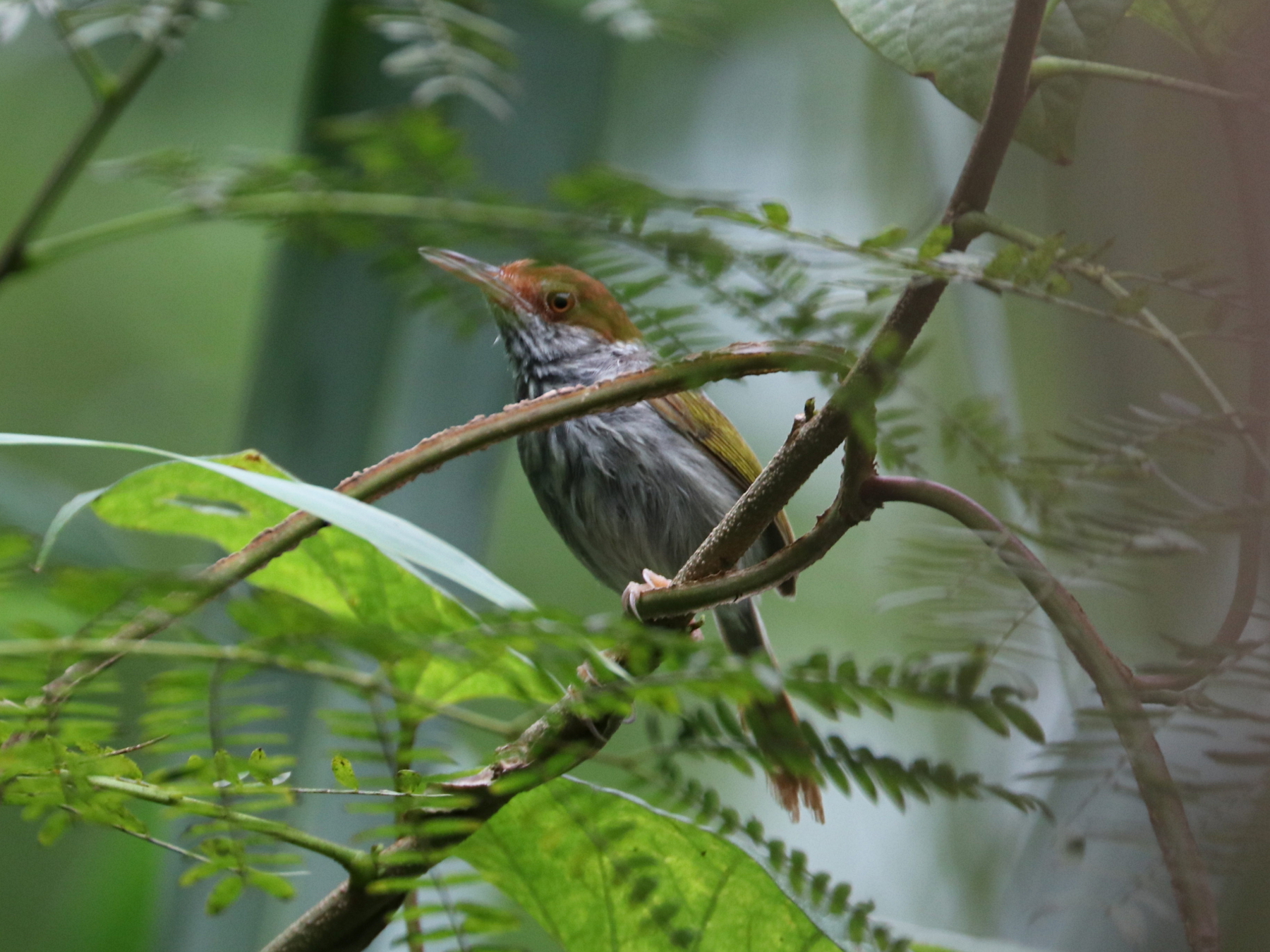 Grey-backed Tailorbird (Orthotomus derbianus), photo 4