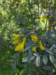 Sophora macrocarpa