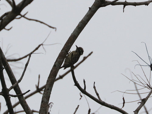 Philippine Pygmy Woodpecker (Yungipicus maculatus), photo 4