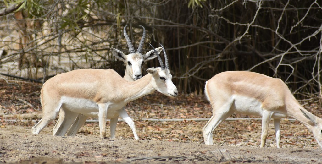 Sand Gazelle (Gazella marica) - Know Your Mammals