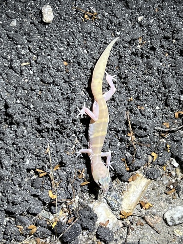 iNaturalist observation photo of Western Banded Gecko