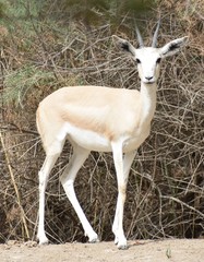 Gazella marica
