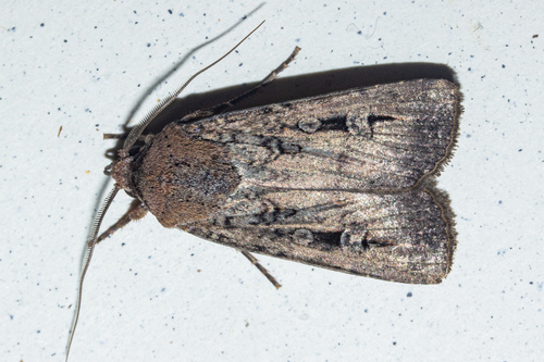 Bogong moth