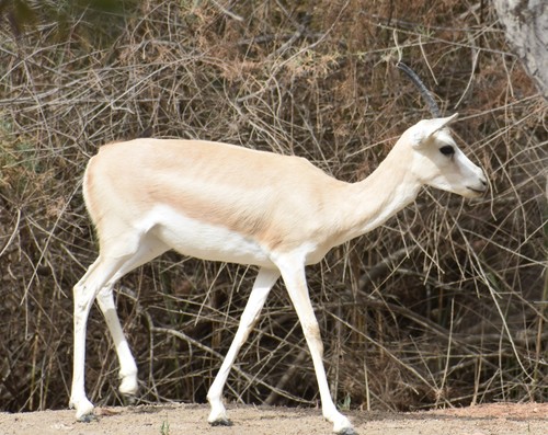 Sand Gazelle