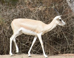 Gazella marica