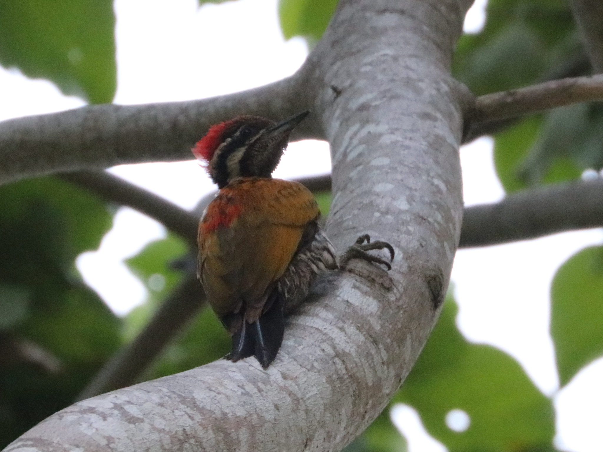 Spot-throated Flameback illustration