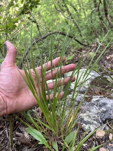 Image of Dichanthelium linearifolium by (c) Nathan Aaron, some rights reserved (CC BY)