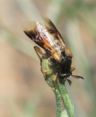 Ripiphorus