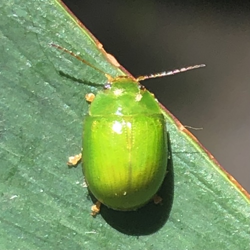 Lilly Pilly leaf beetle photo 5