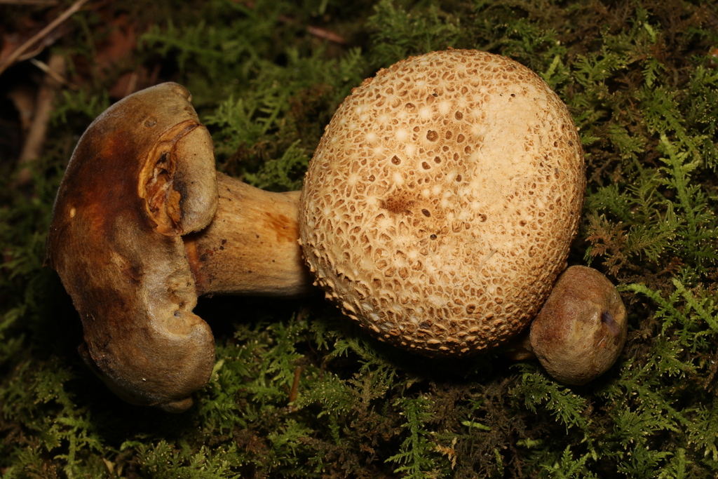 Boletes From Alan Seeger Natural Area, Huntingdon, Pa 16652, Usa On 