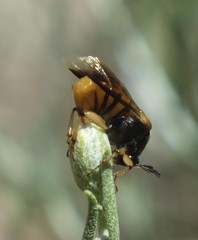 Ripiphorus