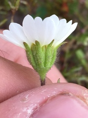 Layia pentachaeta albida