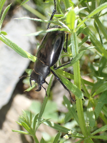 Lucanus davidis