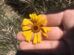 Helenium brevifolium