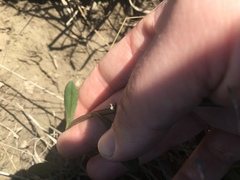 Helenium brevifolium