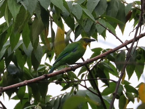 Yellow-throated Leafbird (Chloropsis palawanensis), photo 5