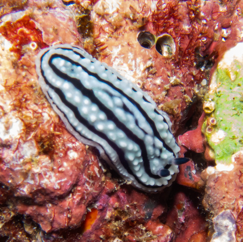 Angular Wart Slug