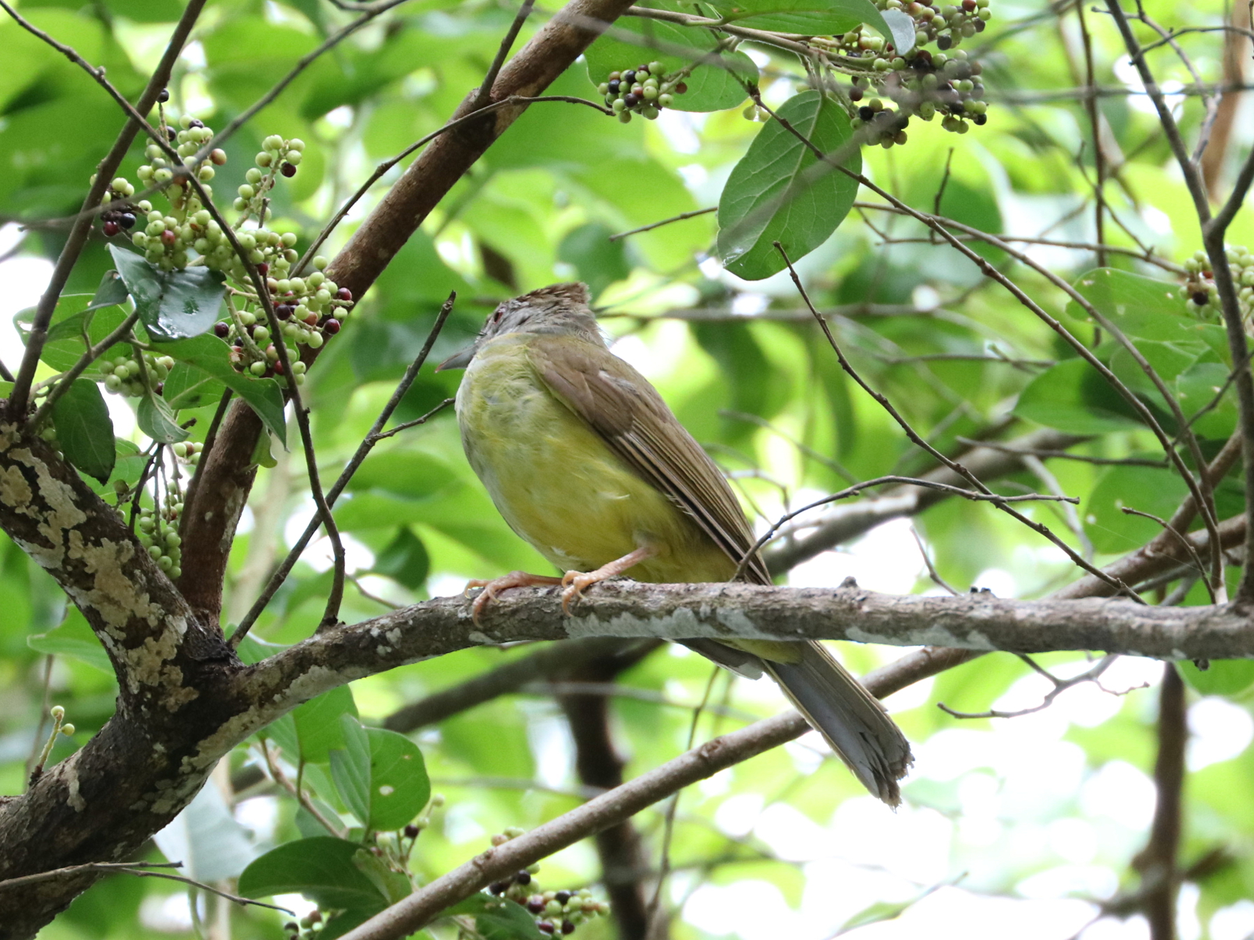 Palawan Bulbul (Alophoixus frater), photo 7