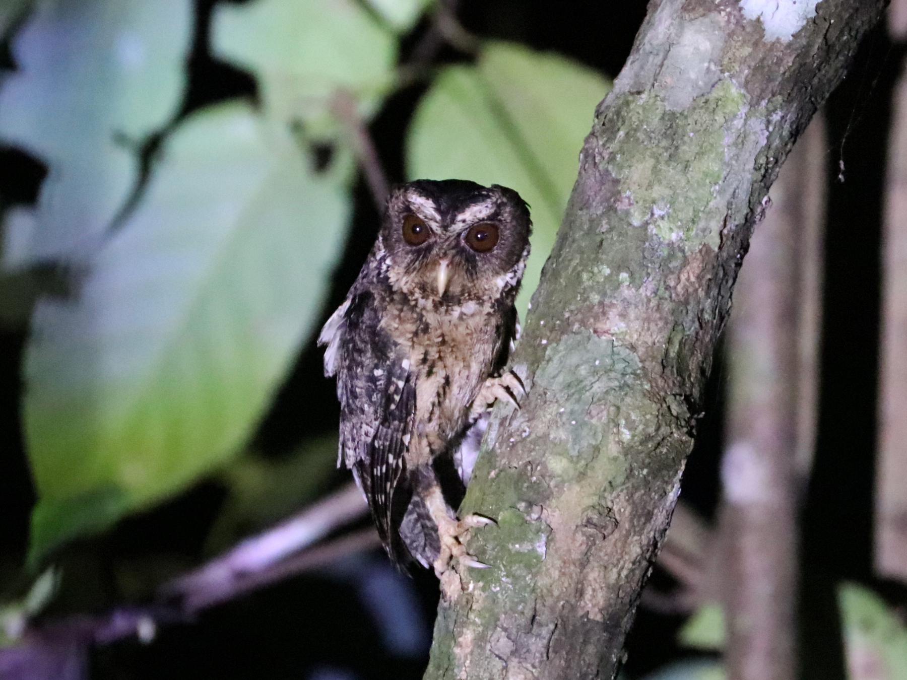 Palawan Scops Owl (Otus fuliginosus), photo 4