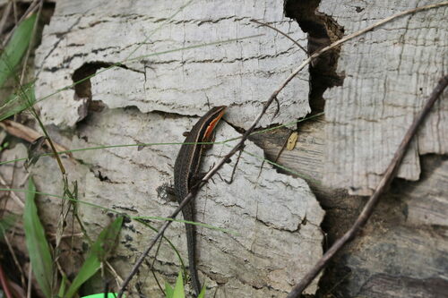 Palawan Sun Skink, Eutropis sahulinghangganan