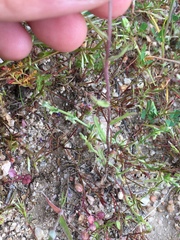 Layia pentachaeta albida