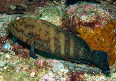 Andaman Hind photo 3