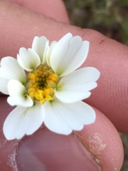 Layia pentachaeta albida