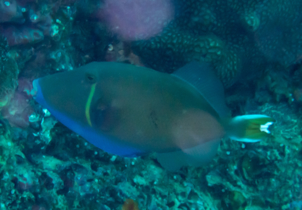 Black Triggerfish