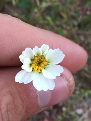 Layia pentachaeta albida