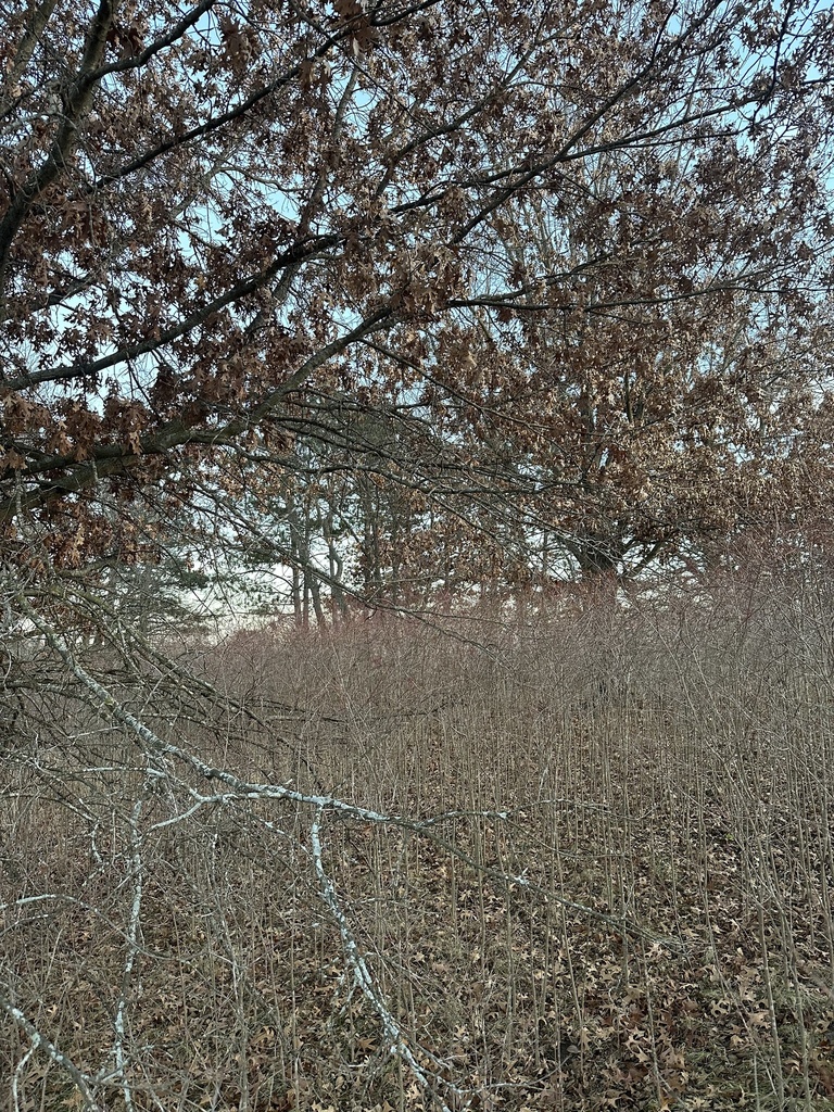 northern-pin-oak-from-stoughton-wi-us-on-december-7-2023-at-04-17-pm