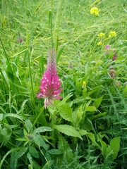 Trifolium purpureum