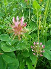 Trifolium spumosum