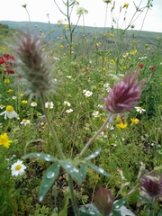 Trifolium dasyurum