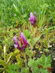 Astragalus callichrous