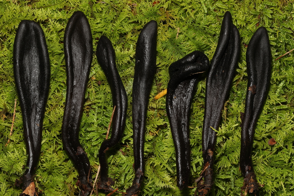 Basidiomycete Fungi From Alan Seeger Natural Area, Huntingdon, Pa 16652 