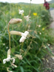 Silene dichotoma