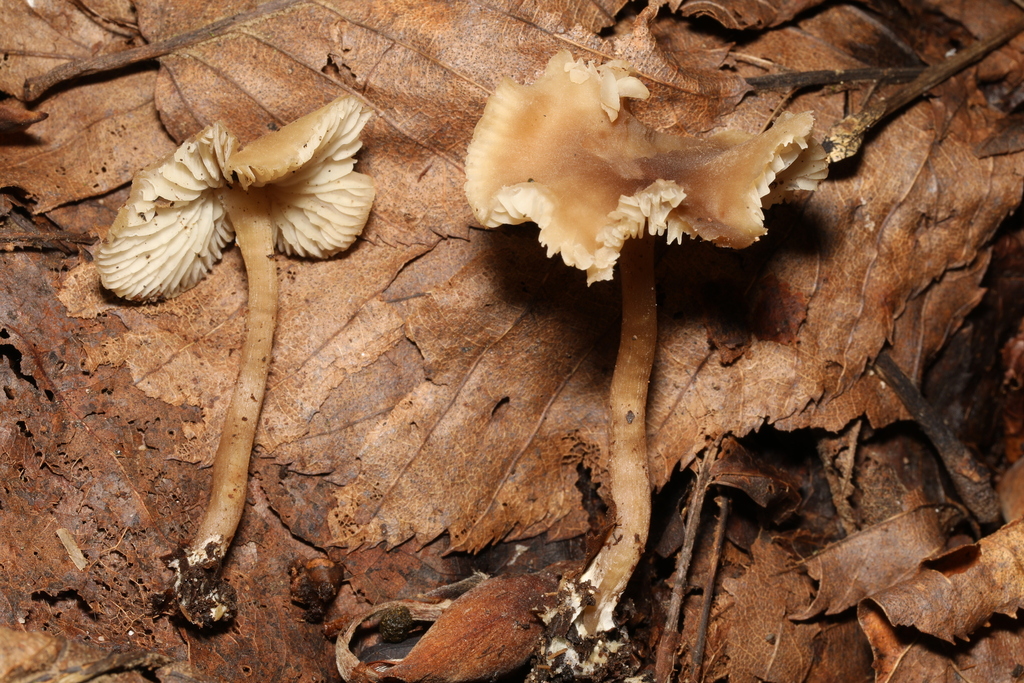 Fungi Including Lichens from Alan Seeger Natural Area, Huntingdon, PA ...