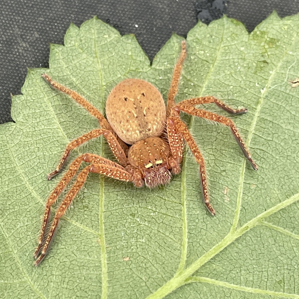 Badge Huntsman Spider