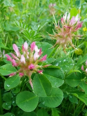 Trifolium spumosum