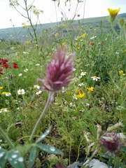 Trifolium dasyurum
