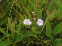 Agalinis skinneriana