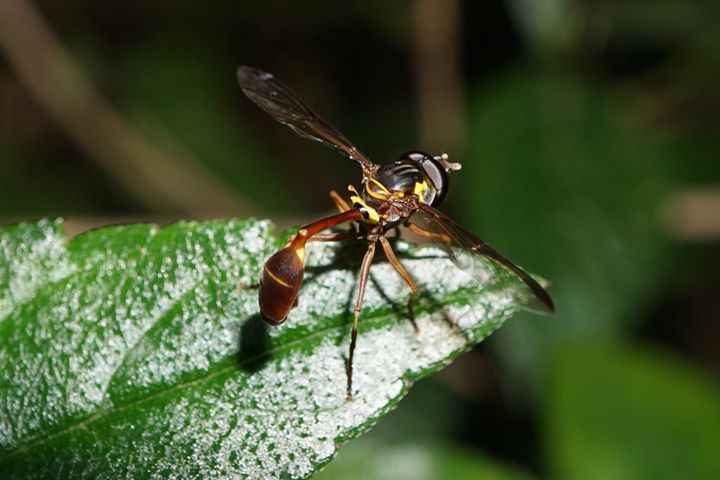 Rusty-tailed Spittlebug-killer