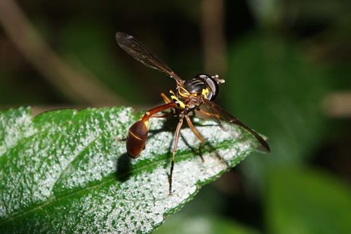 Rusty-tailed Spittlebug-killer