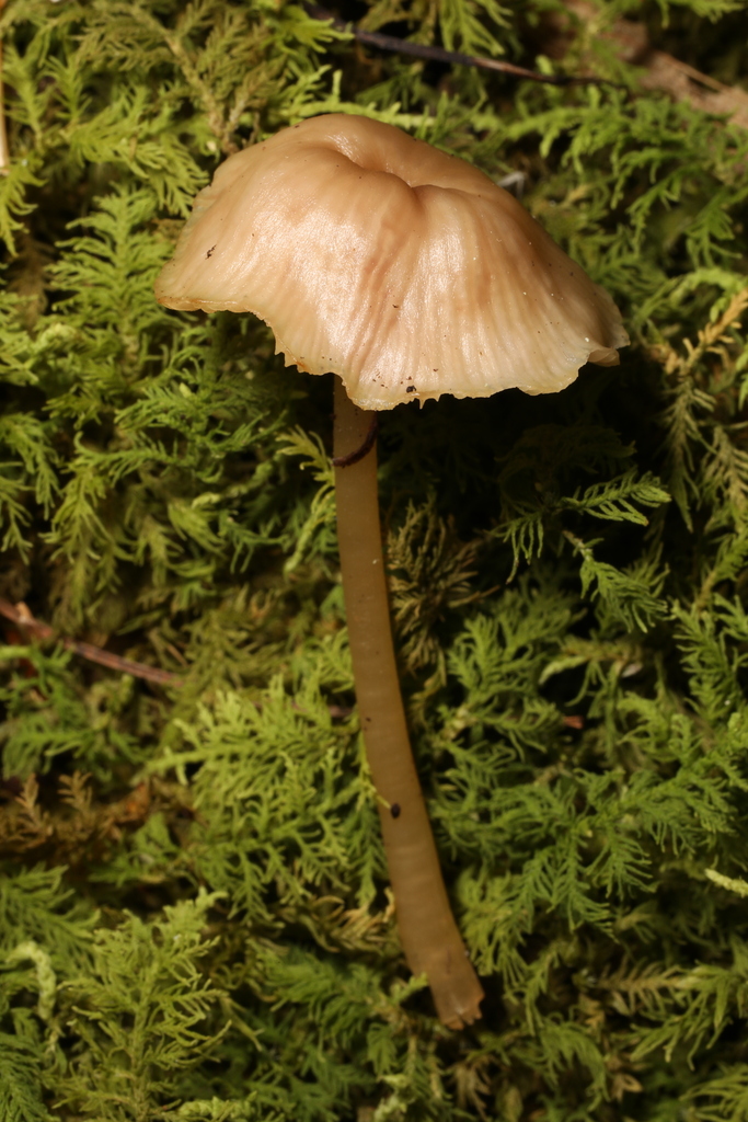 Leptonia from Alan Seeger Natural Area, Huntingdon, PA 16652, USA on ...