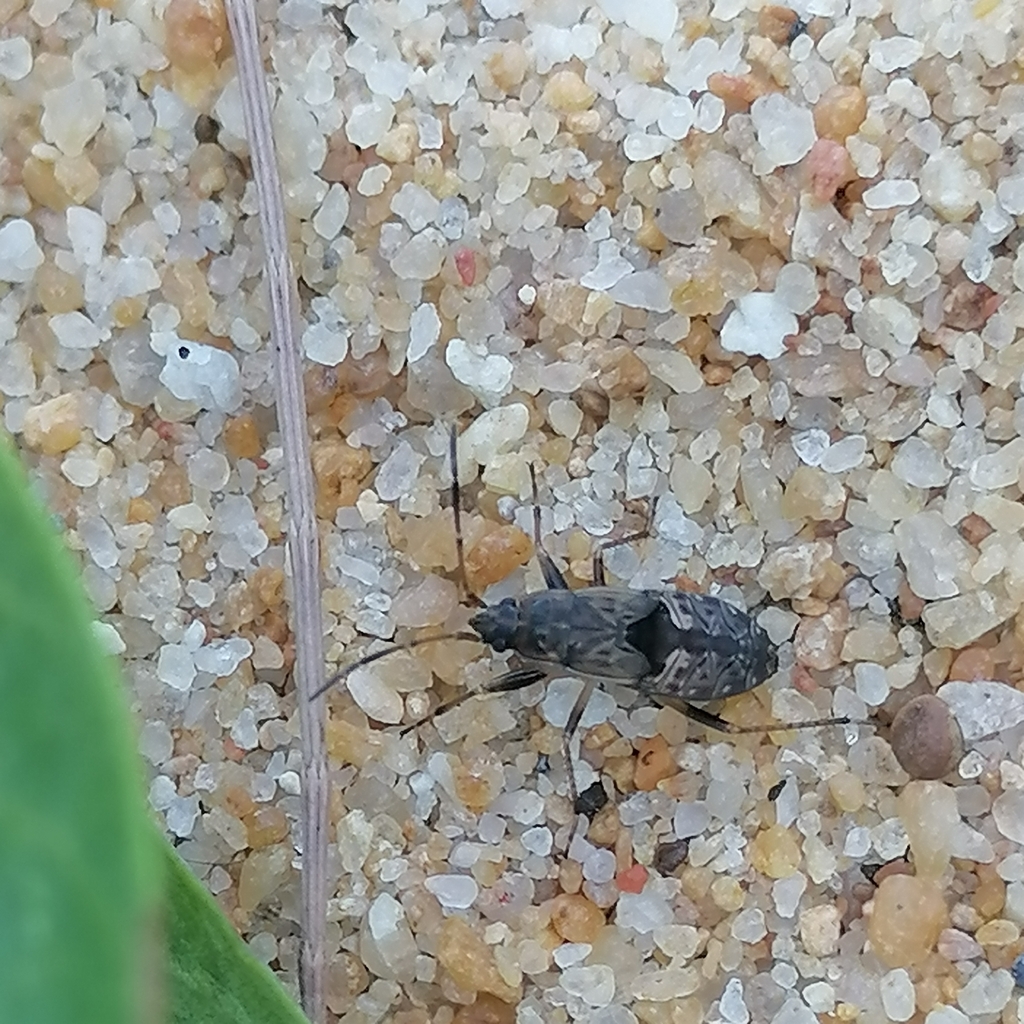 How To Get Rid Of Dirt Colored Seed Bugs