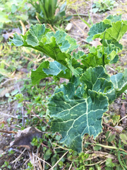 Brassica