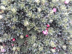 Disterigma empetrifolium