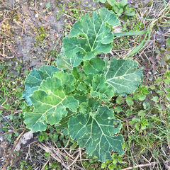 Brassica